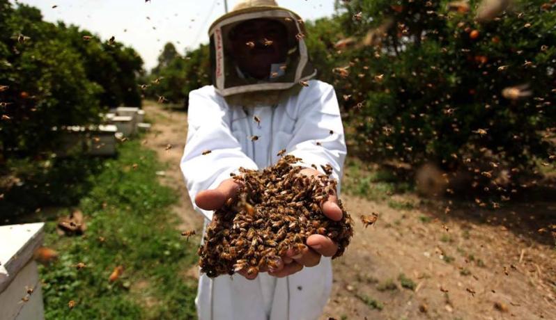 العسل - قلة الأمطار والأزهار تطيحان بموسم العسل في غزة 1b97660c5f8d56fba5ecb96376de6696