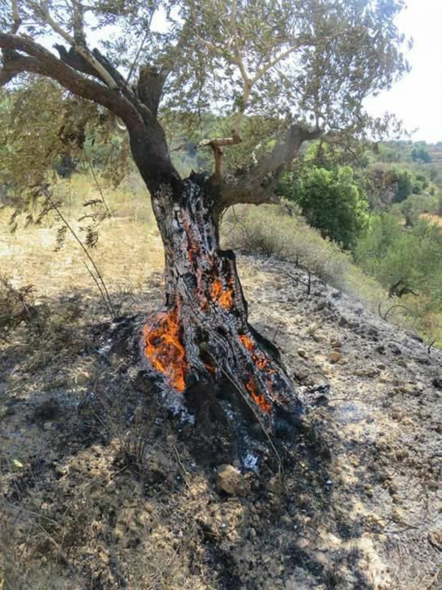 مستوطنون يضرمون النار