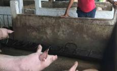 حمى الخنازير الأفريقية