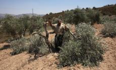 صورة "أرشيفية"