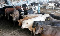  الأضاحي متوفرة وتوقعات بضعف الاقبال