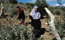 صورة ارشفية