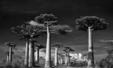 أقدم-الأشجار-في-العالم-2