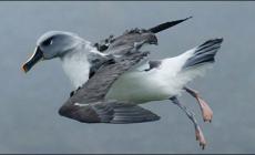 طائر مجهول يصطدم بطائرة ويثقب مقدمتها