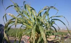 إحدى المزروعات التي تم رشها صباح اليوم