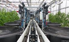 طماطم تتغذى من أسماك حية في برلين