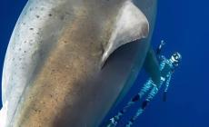 سمكة قرش عملاقة تسبح مع غواصين في هاواي