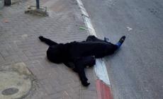 الفتاة سماح زهير مبارك (16 عاما)