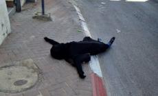 الشهيد سماح مبارك