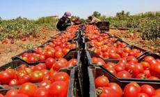 الزراعة تكشف آلية تصدير الخضروات من قطاع غزة