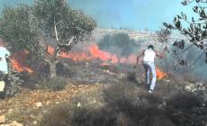 جنين: حرائق تلتهم 50 شجرة زيتون