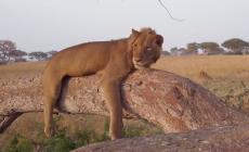 أسد يجوب شوارع مدينة عراقية والمواطنون يرحبون