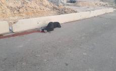 حماس تُعقب على استشهاد مواطنة شمال القدس