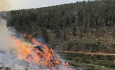 احتراق 150 شجرة زيتون غرب جنين