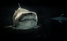 تقرير جديد يحذر: أكثر من 700 منطقة بحرية ميتة في العالم