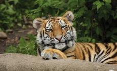 إصابة 4 نمور و3 أسود بفيروس "كورونا" في نيويورك