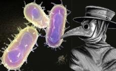 الصين تعزز التدابير الوقائية بعد تسجيل إصابة بالطاعون الدملي