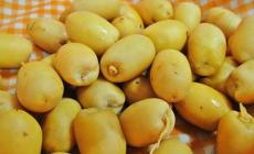 "الزراعة" تقرر وقف استيراد البلح الأصفر