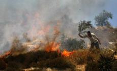 مستوطنون يضرمون النار بعشرات أشجار الزيتون جنوب نابلس