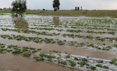 الزراعة: أراضي بيت لاهيا لم تستوعبْ كمية الأمطار