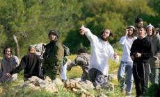 هجمات المستوطنين في موسم الزيتون.