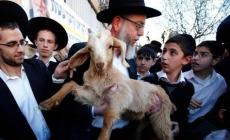 رابطة علماء فلسطين: إدخال مستوطنين قرباناً حيوانياً إلى الأقصى انتهاك صارخ وتطور خطير