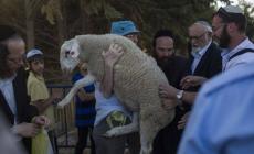 (قرابين في الأقصى) هل بدأ التنفيذ العلني لطقوس الهيكل؟