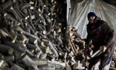 جمع الحطب في غزة.. طريق آخر للموت