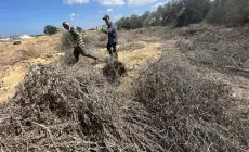 حصاد 2025: العدوان يدمّر سلة غذاء غزة ويطيح بالقطاع الزراعي