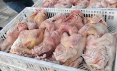  "مباحث التموين" برفح تضبط 29 طنًا من الدجاج المجمد مخالفًا للتسعيرة