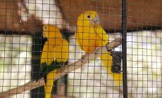 أحد أنواع الطيور النادرة في المحمية