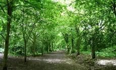 صورة من الارشيف