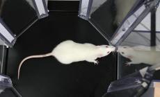 جرذ يبحث عن المتفجرات ضمن مشروع التدريب البلجيكي