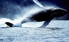 علماء يستعينون بالحيوانات للتنبؤ بالزلازل