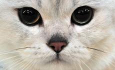 صورة من (الأرشيف)