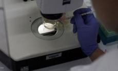 الكبد تم تخليقه من خلايا جذعية