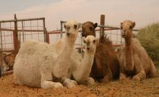 أجسام مضادة من الإبل لعلاج السرطان