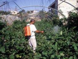 الزراعة العضوية في قطاع غزة