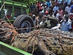 لحظة القبض على التمساح وتجمع أهالي المدينة لرؤيته