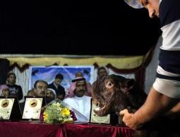 مسابقة أجمل الماعز