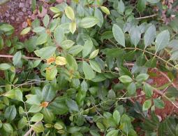 نبتة "القات"