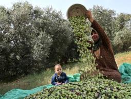 قطف الزيتون  (أرشيف)