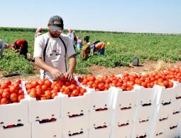 الزراعة : إيقاف تصدير البندورة والخيار من قطاع غزة للخارج لأسبوع