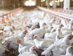 تعرف على السبب الرئيسي لارتفاع أسعار الدواجن بغزة