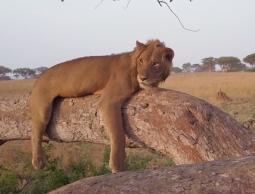 أسد يجوب شوارع مدينة عراقية والمواطنون يرحبون