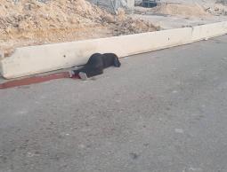 شاهد | الصحة: استشهاد مواطنة برصاص الاحتلال شمال القدس