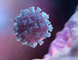 علماء: حوالي 8 سلالات لفيروس كورونا تنتشر في أنحاء العالم!