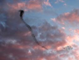 طيور مهاجرة