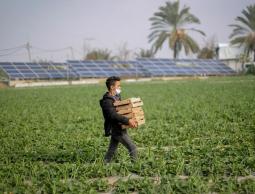 وزارة العمل بغزة تعلن عن فرص عمل للعمال المزارعين- رابط التسجيل