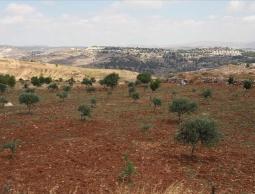 حماس: سياسة الاحتلال بمصادرة الأراضي تأتي في سياق سياسة تطهير مكاني بهدف تفريغ الأرض من أصحابها